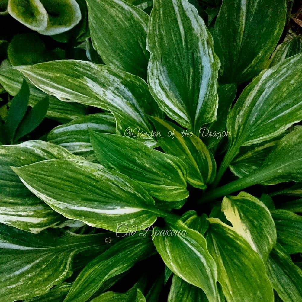 Полосатые хосты 🇯🇵 японского происхождения 🌱 1 и 2 фото - Kaleidochrom - летом и весной. 🌱