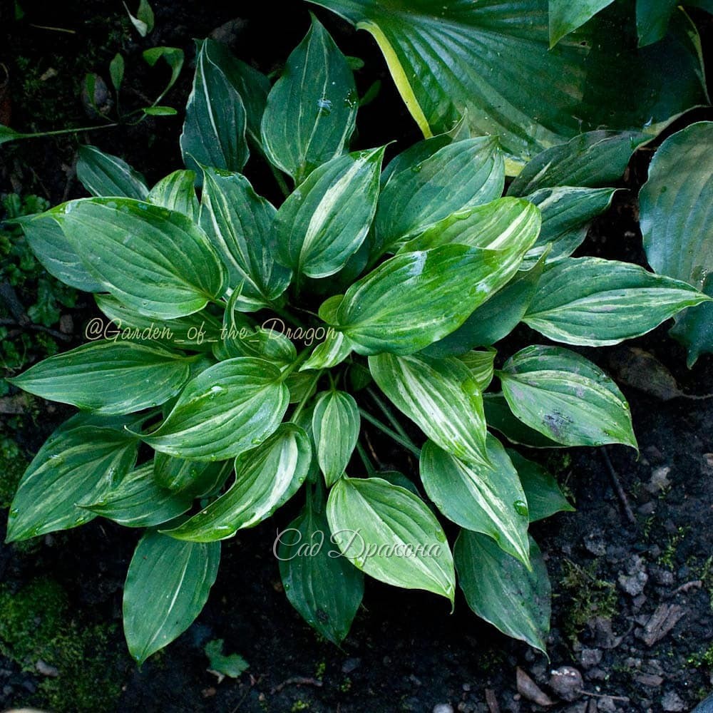 Полосатые хосты 🇯🇵 японского происхождения 🌱 1 и 2 фото - Kaleidochrom - летом и весной. 🌱