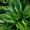 Полосатые хосты 🇯🇵 японского происхождения 🌱 1 и 2 фото - Kaleidochrom - летом и весной. 🌱