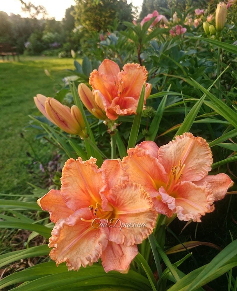 На фото - Forsyth Wrinkles and Crinkles 🌺 Переливчатый окрас с золотой "пылью" на лепестках делает эти цветы светящимися. ☀