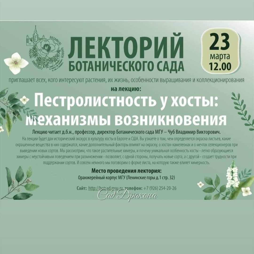 Директор Ботанического сада МГУ в субботу 23 марта прочтёт очень интересную лекцию о хостах. 🌿 Статьи Владимира Чуба о том, как получаются пестролистные хосты, что такое химерность, мы читали в журналах "Сад & Садик" лет 10 назад.🌿 Это было интереснейшее 