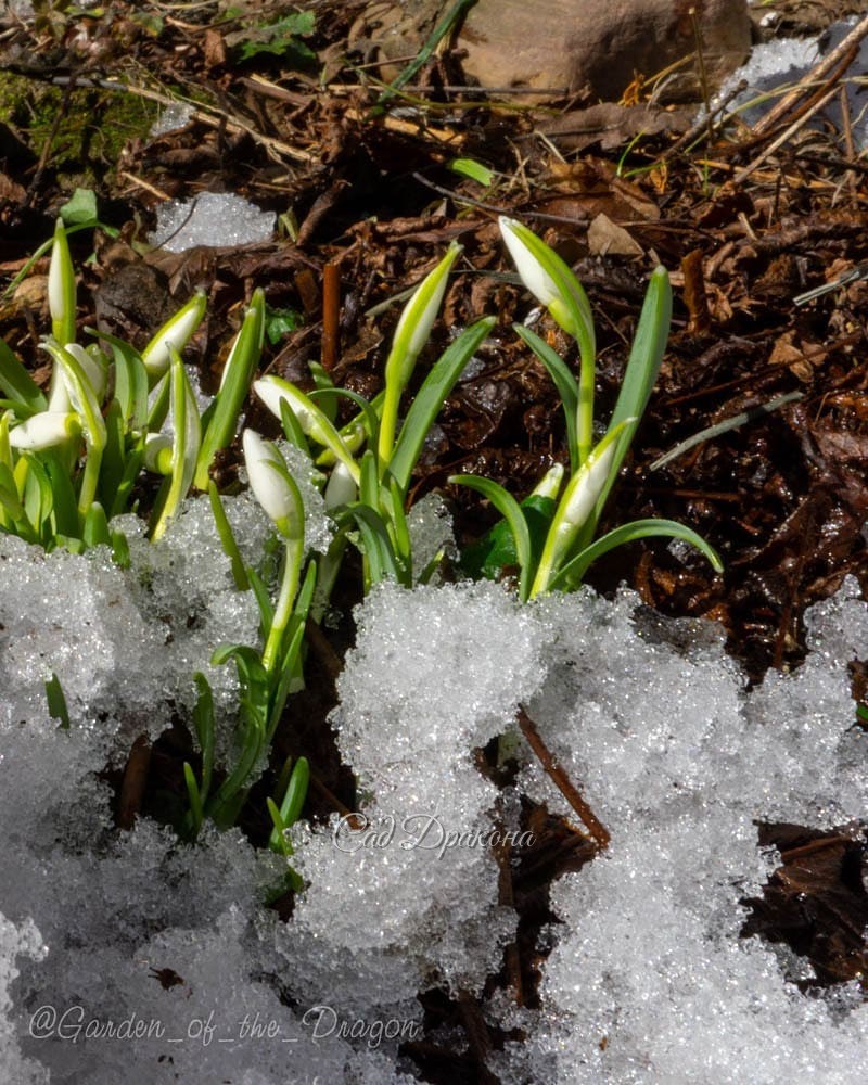 Снег отступает, а под ним уже цветы, бутоны, листья... 😊🌱🌿🌸 Сила жизни 🍀🍃😀