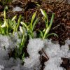 Снег отступает, а под ним уже цветы, бутоны, листья... 😊🌱🌿🌸 Сила жизни 🍀🍃😀