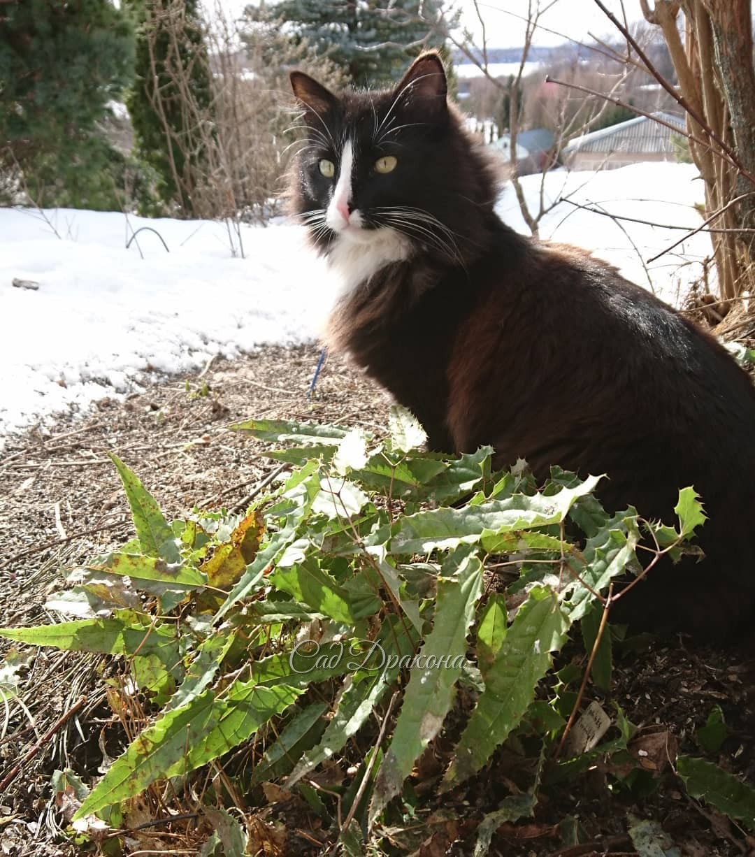 Отчёт дня. 🐱🌿 1- Оссе и вечнозелёная горянка Sphinx Twinkler. 🌿 2 - Оссе и махровые подснежники. 🌱 3 - крокус "Snowbunting" опережает в цветении подснежник Элвиса. 💚 4 - снега ещё много 🤗 ❄️☀🌲