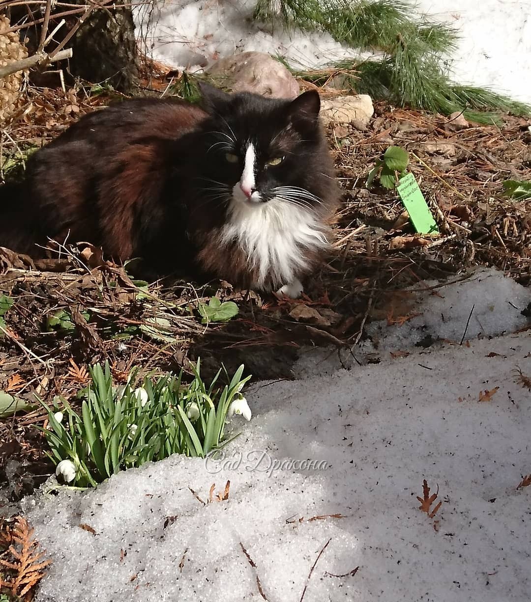 Отчёт дня. 🐱🌿 1- Оссе и вечнозелёная горянка Sphinx Twinkler. 🌿 2 - Оссе и махровые подснежники. 🌱 3 - крокус "Snowbunting" опережает в цветении подснежник Элвиса. 💚 4 - снега ещё много 🤗 ❄️☀🌲