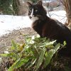 Отчёт дня. 🐱🌿 1- Оссе и вечнозелёная горянка Sphinx Twinkler. 🌿 2 - Оссе и махровые подснежники. 🌱 3 - крокус "Snowbunting" опережает в цветении подснежник Элвиса. 💚 4 - снега ещё много 🤗 ❄️☀🌲