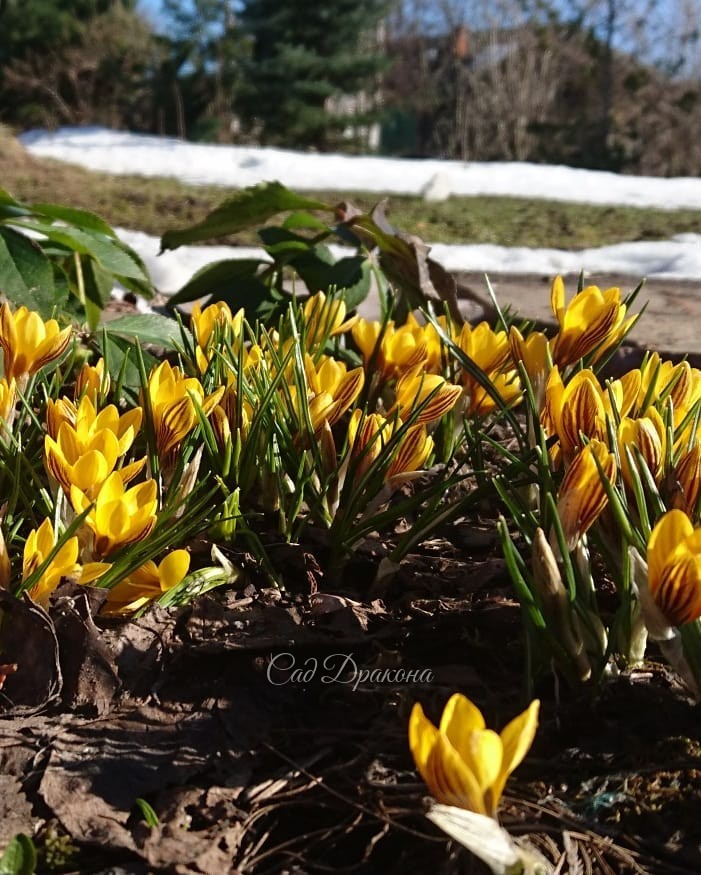 Угадайте, что? 😉💙 Ещё вчера они торчали конусами из снега, а сегодня разворачивают лепестки и поднимают крылышки, как будто собираются вспорхнуть! 🕊💙 Синие полоски у иридодиктиума "Katharine Hodgkin" под цвет неба 💙 И вообще хороши все эти... - "в полосат