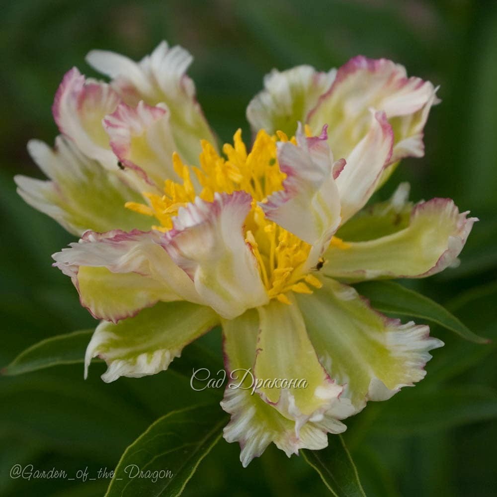 ПИОН НА ВЫХОДНЫЕ. 🌼🌿 Green Lotus (Klehm 1995г.) В чём магия и очарование зеленоватых цветов? 💚 Зеленоватые тюльпаны, мускари, анемоны, примулы освежают весной наши сады.🍀 Зелёные эхинацеи, гладиолусы, хризантемы очень популярны 🍀