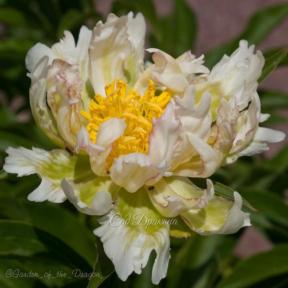 ПИОН НА ВЫХОДНЫЕ. 🌼🌿 Green Lotus (Klehm 1995г.) В чём магия и очарование зеленоватых цветов? 💚 Зеленоватые тюльпаны, мускари, анемоны, примулы освежают весной наши сады.🍀 Зелёные эхинацеи, гладиолусы, хризантемы очень популярны 🍀