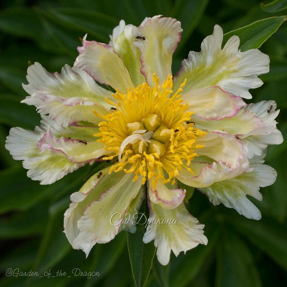 ПИОН НА ВЫХОДНЫЕ. 🌼🌿 Green Lotus (Klehm 1995г.) В чём магия и очарование зеленоватых цветов? 💚 Зеленоватые тюльпаны, мускари, анемоны, примулы освежают весной наши сады.🍀 Зелёные эхинацеи, гладиолусы, хризантемы очень популярны 🍀