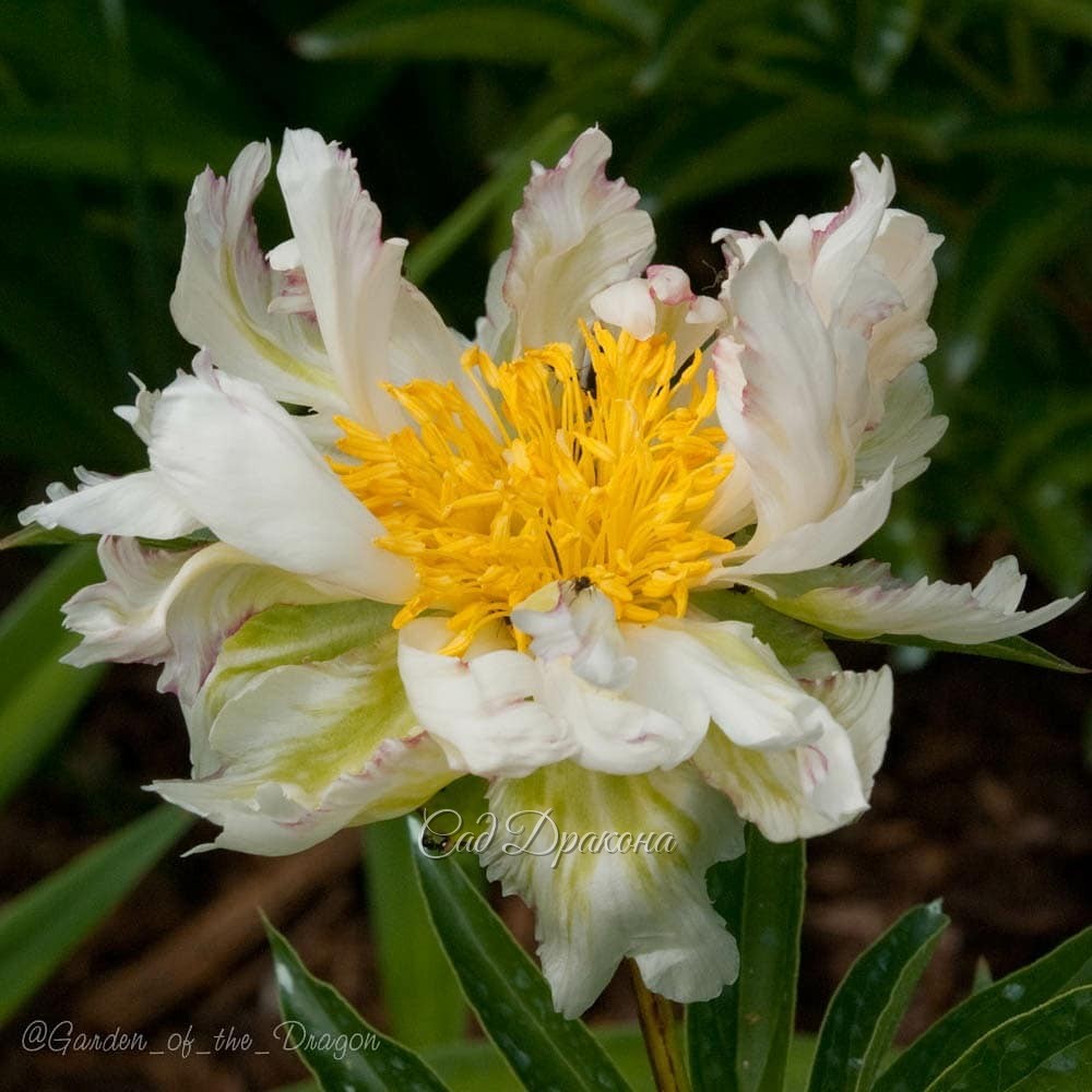 ПИОН НА ВЫХОДНЫЕ. 🌼🌿 Green Lotus (Klehm 1995г.) В чём магия и очарование зеленоватых цветов? 💚 Зеленоватые тюльпаны, мускари, анемоны, примулы освежают весной наши сады.🍀 Зелёные эхинацеи, гладиолусы, хризантемы очень популярны 🍀