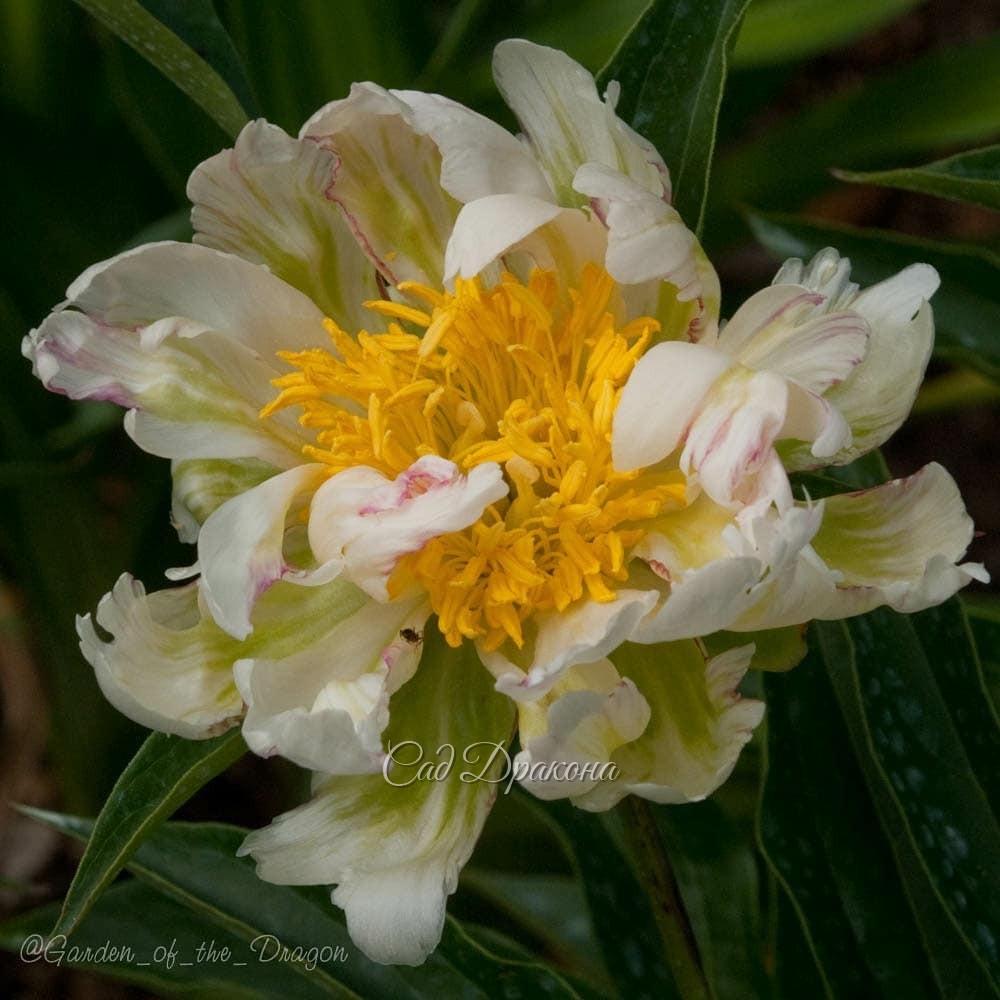 ПИОН НА ВЫХОДНЫЕ. 🌼🌿 Green Lotus (Klehm 1995г.) В чём магия и очарование зеленоватых цветов? 💚 Зеленоватые тюльпаны, мускари, анемоны, примулы освежают весной наши сады.🍀 Зелёные эхинацеи, гладиолусы, хризантемы очень популярны 🍀