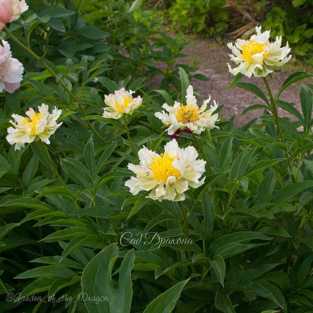 ПИОН НА ВЫХОДНЫЕ. 🌼🌿 Green Lotus (Klehm 1995г.) В чём магия и очарование зеленоватых цветов? 💚 Зеленоватые тюльпаны, мускари, анемоны, примулы освежают весной наши сады.🍀 Зелёные эхинацеи, гладиолусы, хризантемы очень популярны 🍀