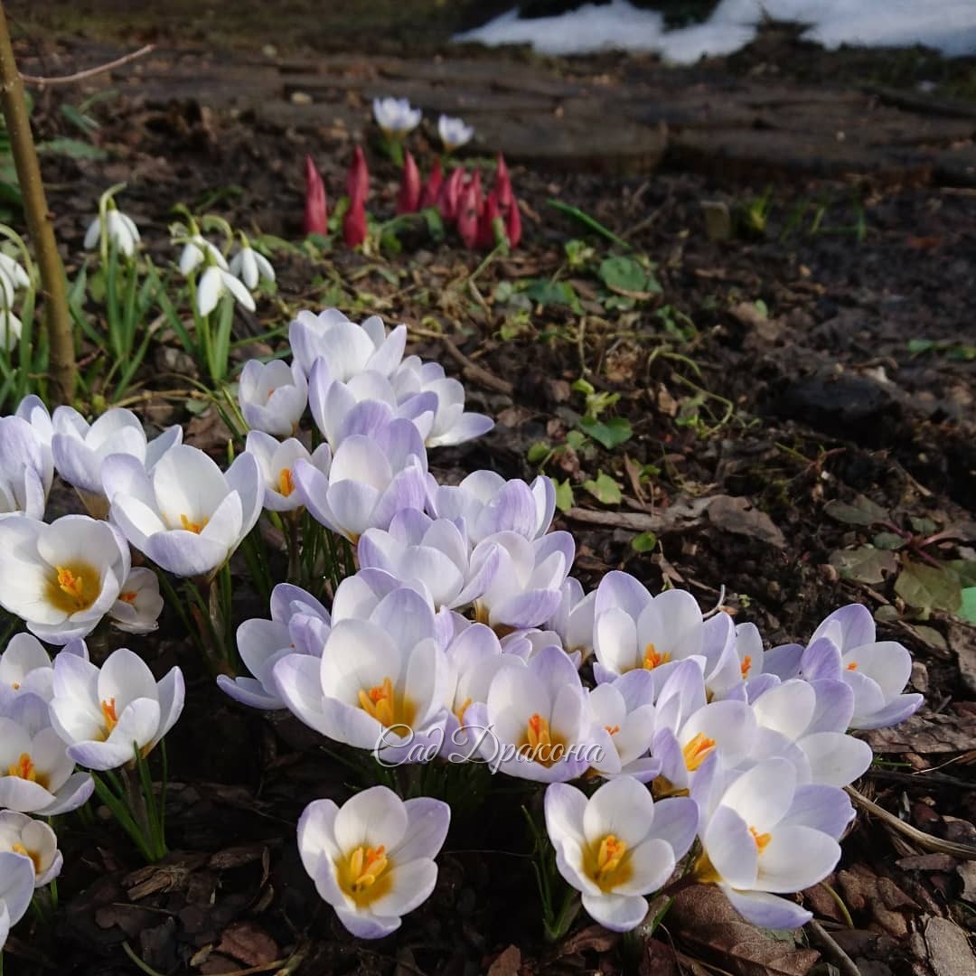 Солнце после тёплого дождя, и все крокусы разом открылись! ☀🌸🌻 Но пока ни одной пчёлки, это странно. 🐝 Только пара толстеньких шмелей и крошечная мушка на белом крокусе. 🐜💮