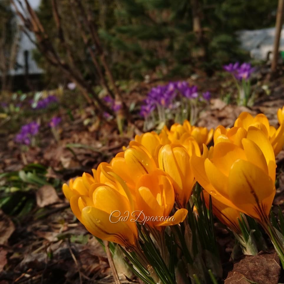 Солнце после тёплого дождя, и все крокусы разом открылись! ☀🌸🌻 Но пока ни одной пчёлки, это странно. 🐝 Только пара толстеньких шмелей и крошечная мушка на белом крокусе. 🐜💮