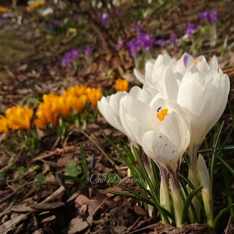 Солнце после тёплого дождя, и все крокусы разом открылись! ☀🌸🌻 Но пока ни одной пчёлки, это странно. 🐝 Только пара толстеньких шмелей и крошечная мушка на белом крокусе. 🐜💮