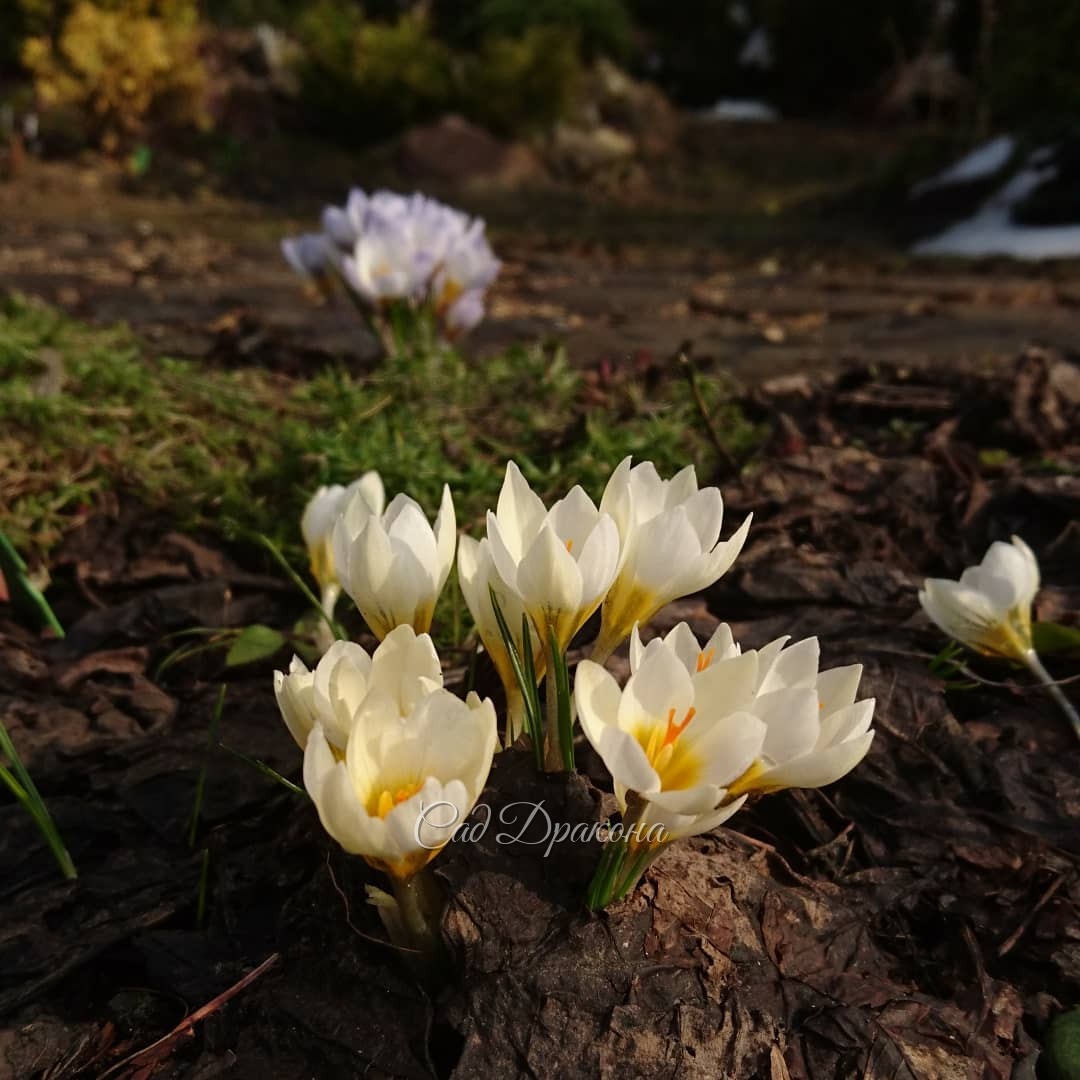 Солнце после тёплого дождя, и все крокусы разом открылись! ☀🌸🌻 Но пока ни одной пчёлки, это странно. 🐝 Только пара толстеньких шмелей и крошечная мушка на белом крокусе. 🐜💮
