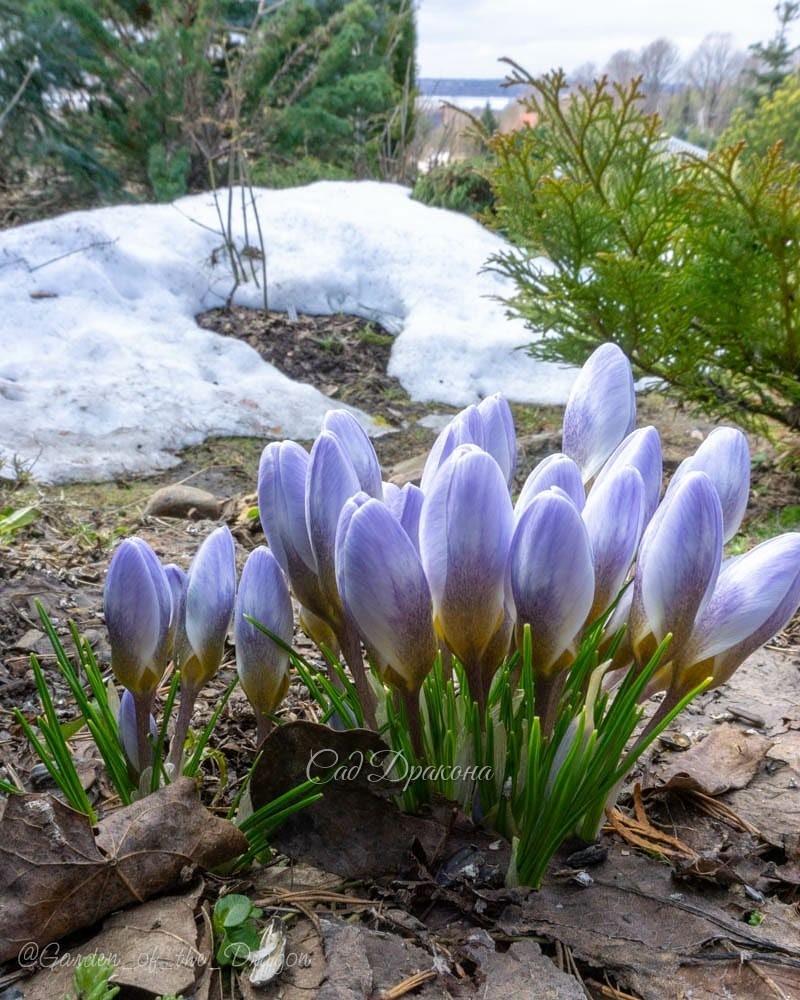 Последний снег ❄ в тенистых местах исчезает под солнечными лучами ☀ Кажется, мы можем сказать: "Прощай, зима!" 😄