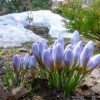 Последний снег ❄ в тенистых местах исчезает под солнечными лучами ☀ Кажется, мы можем сказать: "Прощай, зима!" 😄