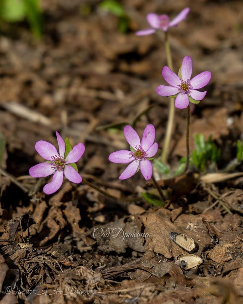 Вчера зацвела розовая хионодокса, 🌼 Розовая печёночница отцветает. И сегодня они открылись, несмотря на холод ☃️ А потом их присыпало снегом.❄️ Когда к нам вернётся весна? 🌸☀💙