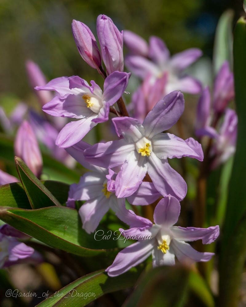 Вчера зацвела розовая хионодокса, 🌼 Розовая печёночница отцветает. И сегодня они открылись, несмотря на холод ☃️ А потом их присыпало снегом.❄️ Когда к нам вернётся весна? 🌸☀💙