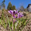Ботанические крокусы - особенная нежность! 💫 Crocus chrisanthus Spring Beauty.💜 Крошечный, 5см. Когда они закрыты, то видны только три тёмных лепестка с серебристой окантовкой. 💜 Их недолговечная красота трогательна. Наверное, японцам бы понравилось. 😊🏯