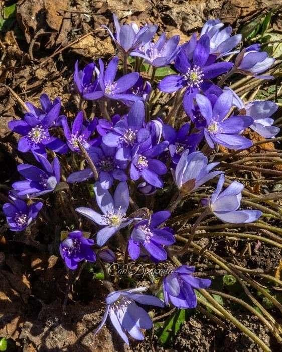 Новости из "Зоны весны" - цветёт печёночница. 💙💜 Распускаются первые цветочки примулы мелкозубчатой 🌸🌿