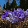 Новости из "Зоны весны" - цветёт печёночница. 💙💜 Распускаются первые цветочки примулы мелкозубчатой 🌸🌿
