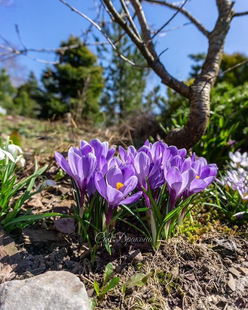 Последние крокусы, 💜💙 очень хотим показать вам этот сорт - Grand Maitre 💙💜 Он крупный, голубовато-сиреневый, самый поздний. Крокусы в общей сложности цвели в этом году 3 с лишним недели! 💛💙💜💚