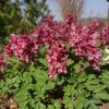 В зоне весны буйство хохлаток. 🌸🌱🌸🌱🌸😊
