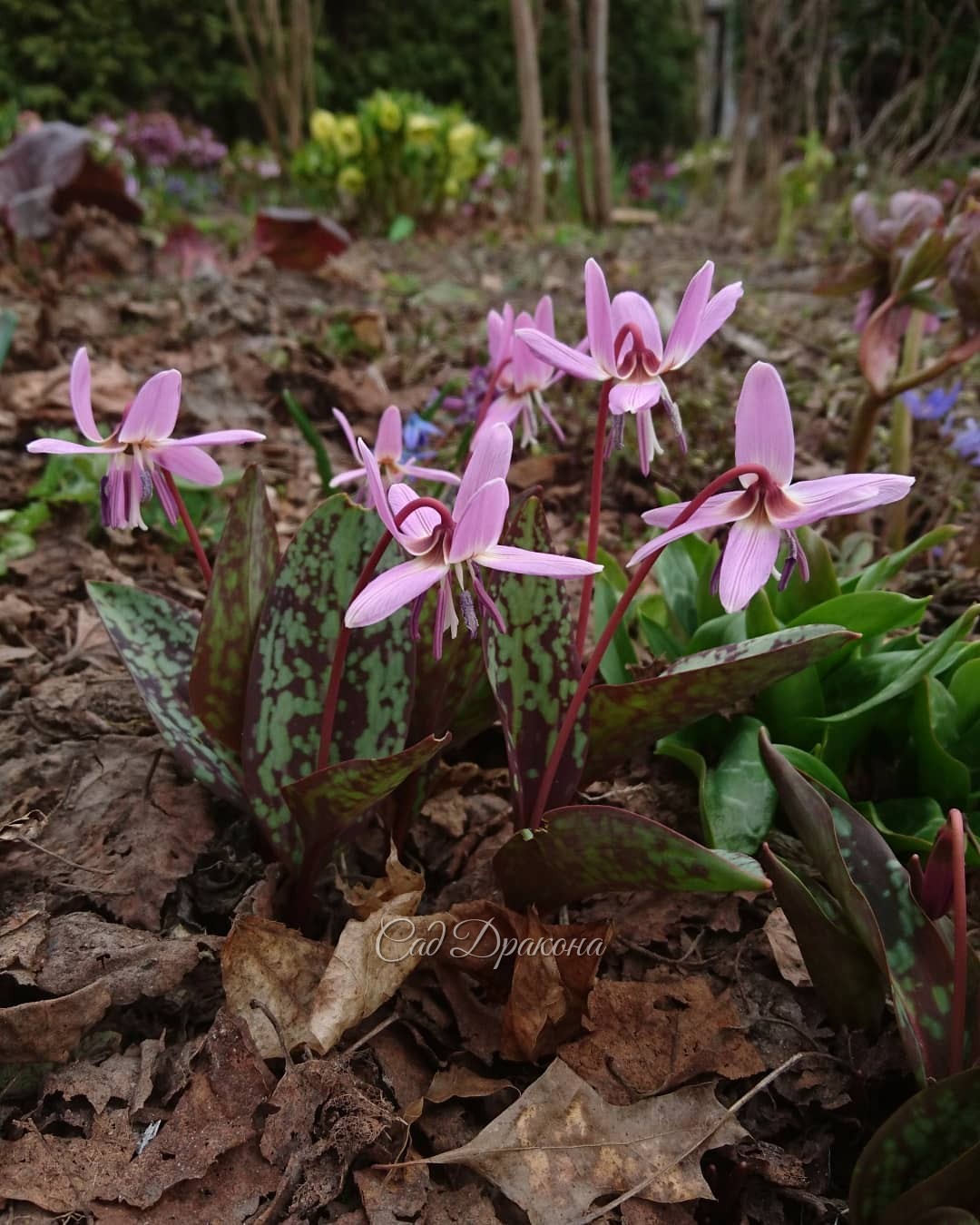 В такую тёплую погоду кандыки быстро зацветают ☀🌸🌸🌸 1 - кандык собачий зуб Purple King, 2 - на переднем плане кандык гибридный Kinfauns Pink 🌸