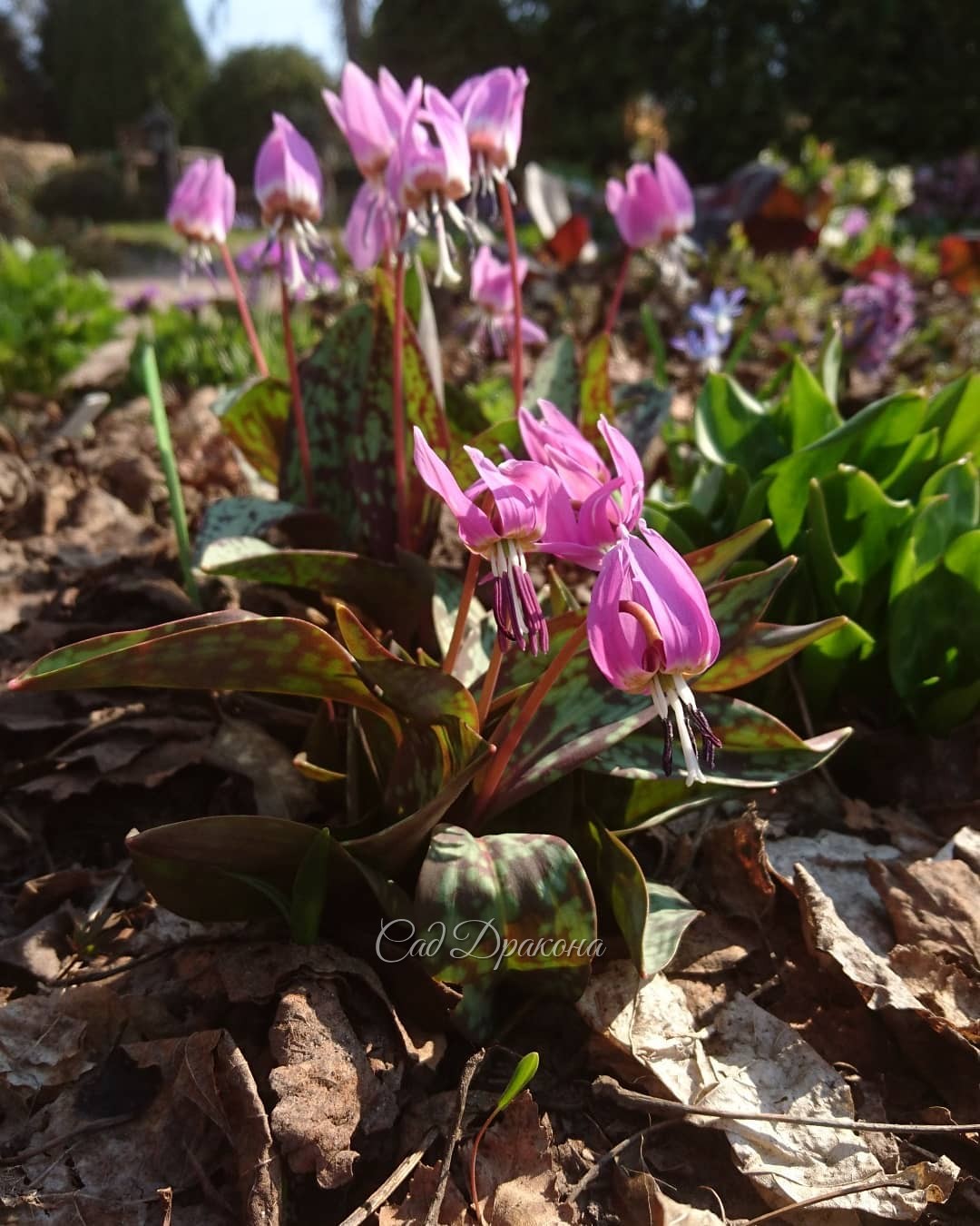 В такую тёплую погоду кандыки быстро зацветают ☀🌸🌸🌸 1 - кандык собачий зуб Purple King, 2 - на переднем плане кандык гибридный Kinfauns Pink 🌸