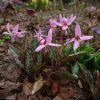 В такую тёплую погоду кандыки быстро зацветают ☀🌸🌸🌸 1 - кандык собачий зуб Purple King, 2 - на переднем плане кандык гибридный Kinfauns Pink 🌸