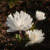 Самый чистый белый в саду сейчас - это сангвинария канадская. 💐 Со Светлым Праздником Пасхи всех! ✨♥️☀
