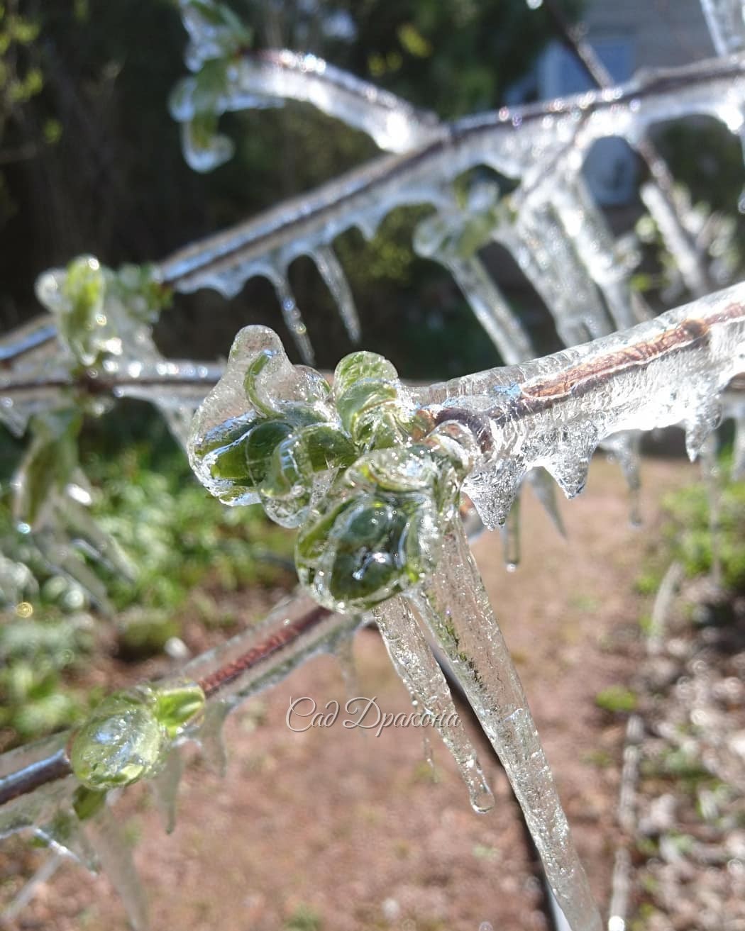 Растения не пострадали) ☀ Мы забыли выключить на ночь поливалку, 💦 и в 5 утра при морозе -2° наблюдали с балкона ледяное королевство. ❄️ К сожалению, сил пойти это фотографировать не нашлось, поливалку просто выключили. А утром, с завораживающим звоном, в