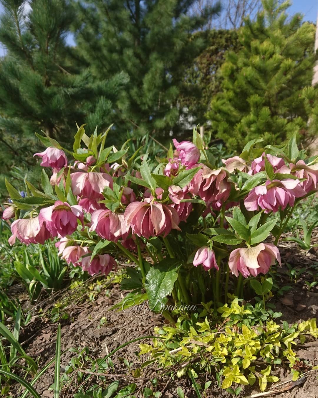 Май! Цветут морозники, всё цветёт 🌸 Хороших праздников всем 💗💝💖