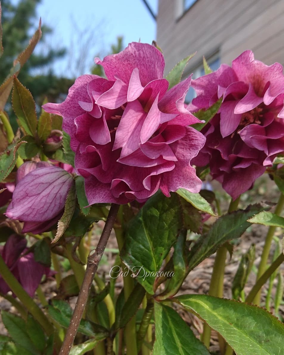 Май! Цветут морозники, всё цветёт 🌸 Хороших праздников всем 💗💝💖