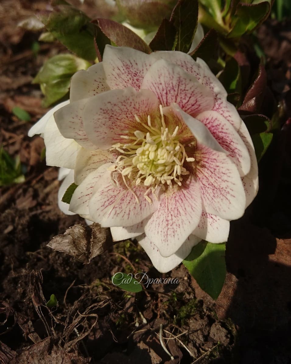 Май! Цветут морозники, всё цветёт 🌸 Хороших праздников всем 💗💝💖