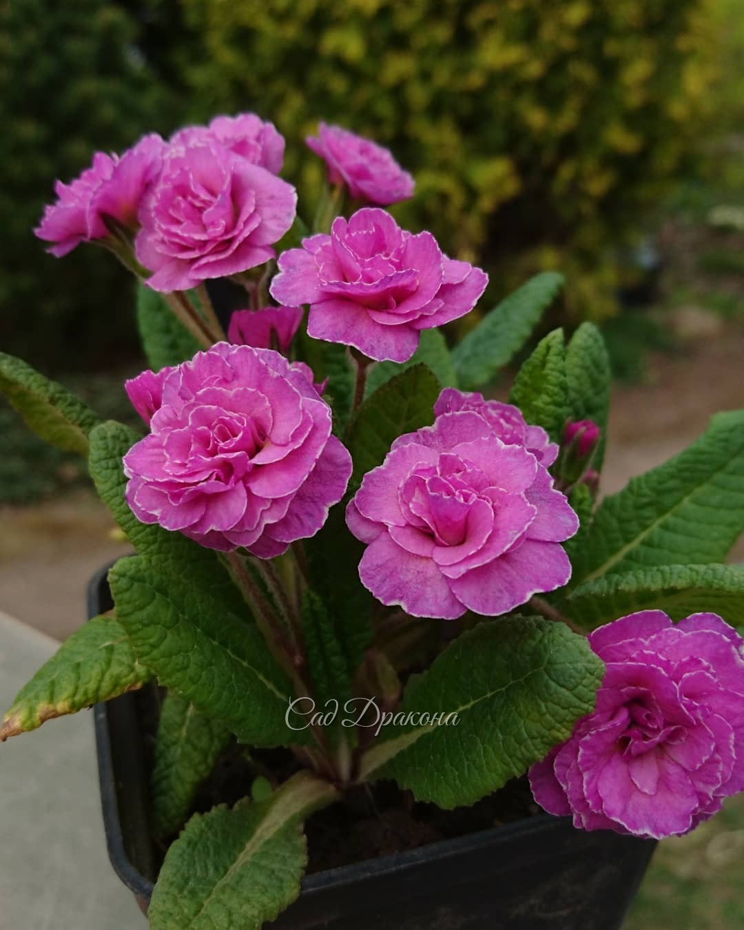 Махрушечки 🌹🌱🌹🌱🌹😊 В компанию махровых примул затесался и малыш - ranunculus Flore Plena.