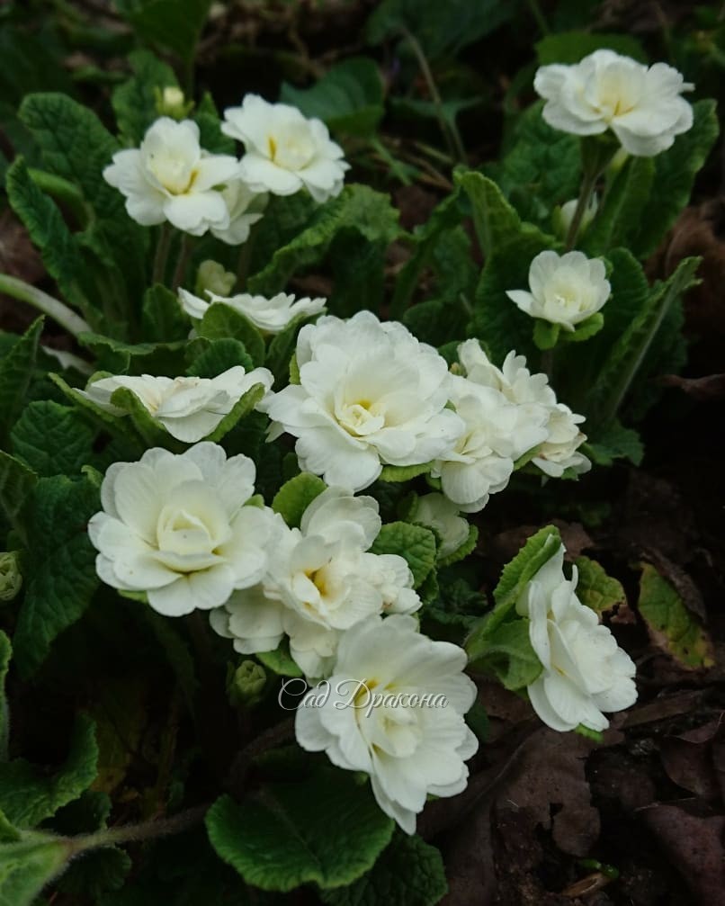 Махрушечки 🌹🌱🌹🌱🌹😊 В компанию махровых примул затесался и малыш - ranunculus Flore Plena.