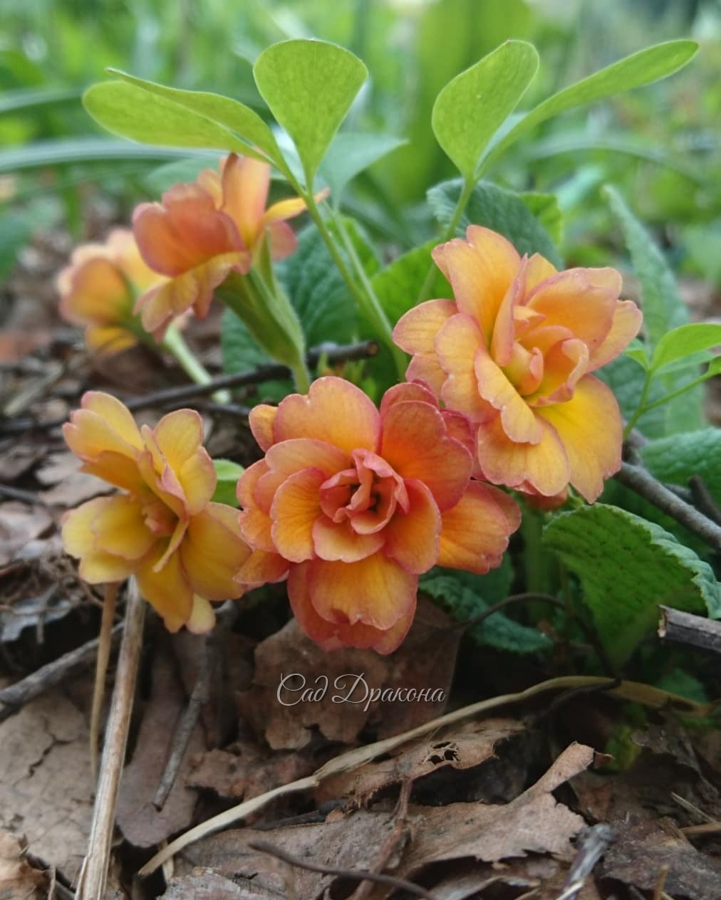 Махрушечки 🌹🌱🌹🌱🌹😊 В компанию махровых примул затесался и малыш - ranunculus Flore Plena.