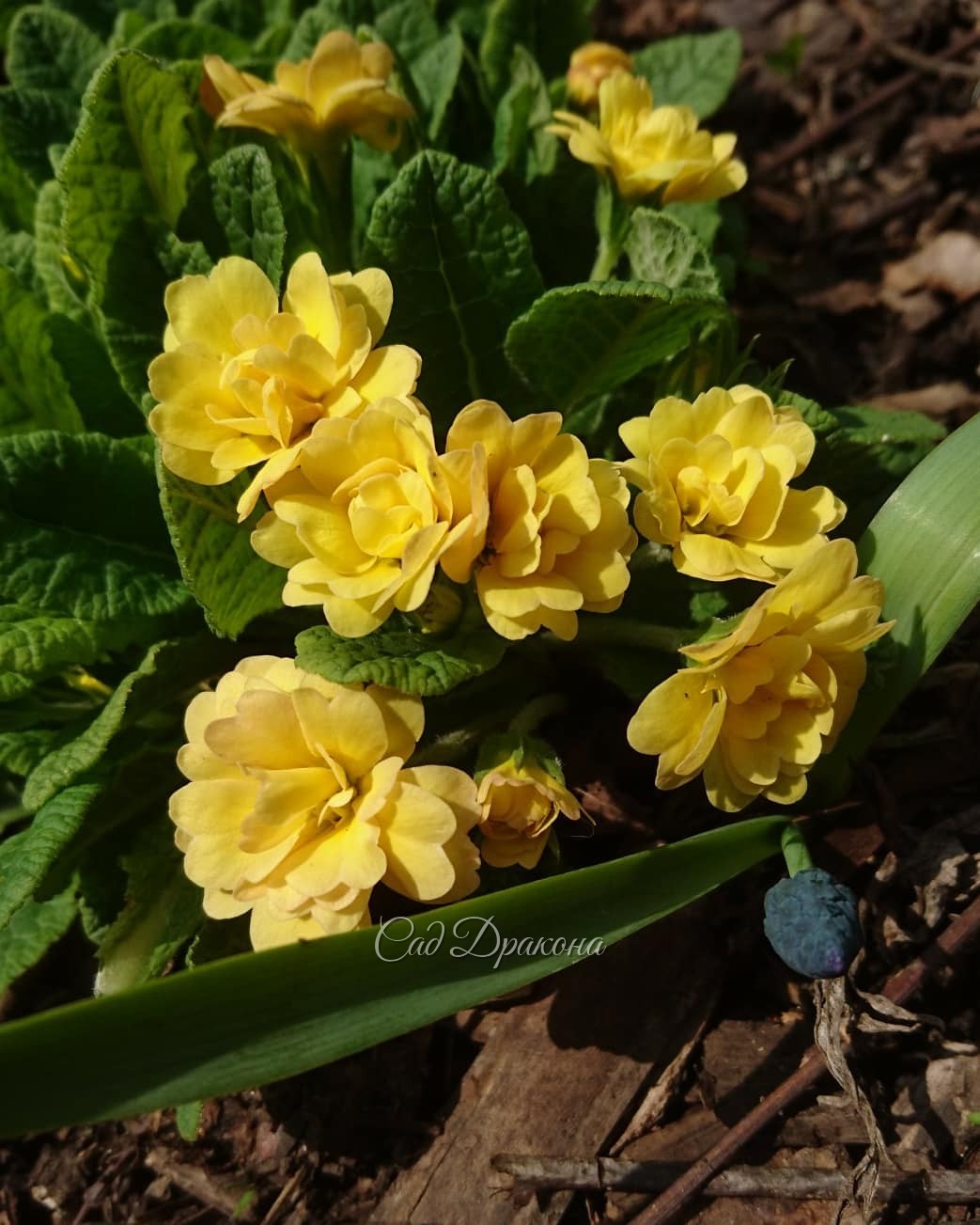 Махрушечки 🌹🌱🌹🌱🌹😊 В компанию махровых примул затесался и малыш - ranunculus Flore Plena.