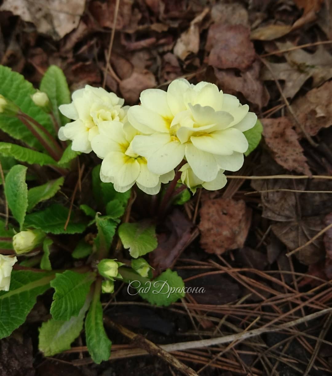 Махрушечки 🌹🌱🌹🌱🌹😊 В компанию махровых примул затесался и малыш - ranunculus Flore Plena.