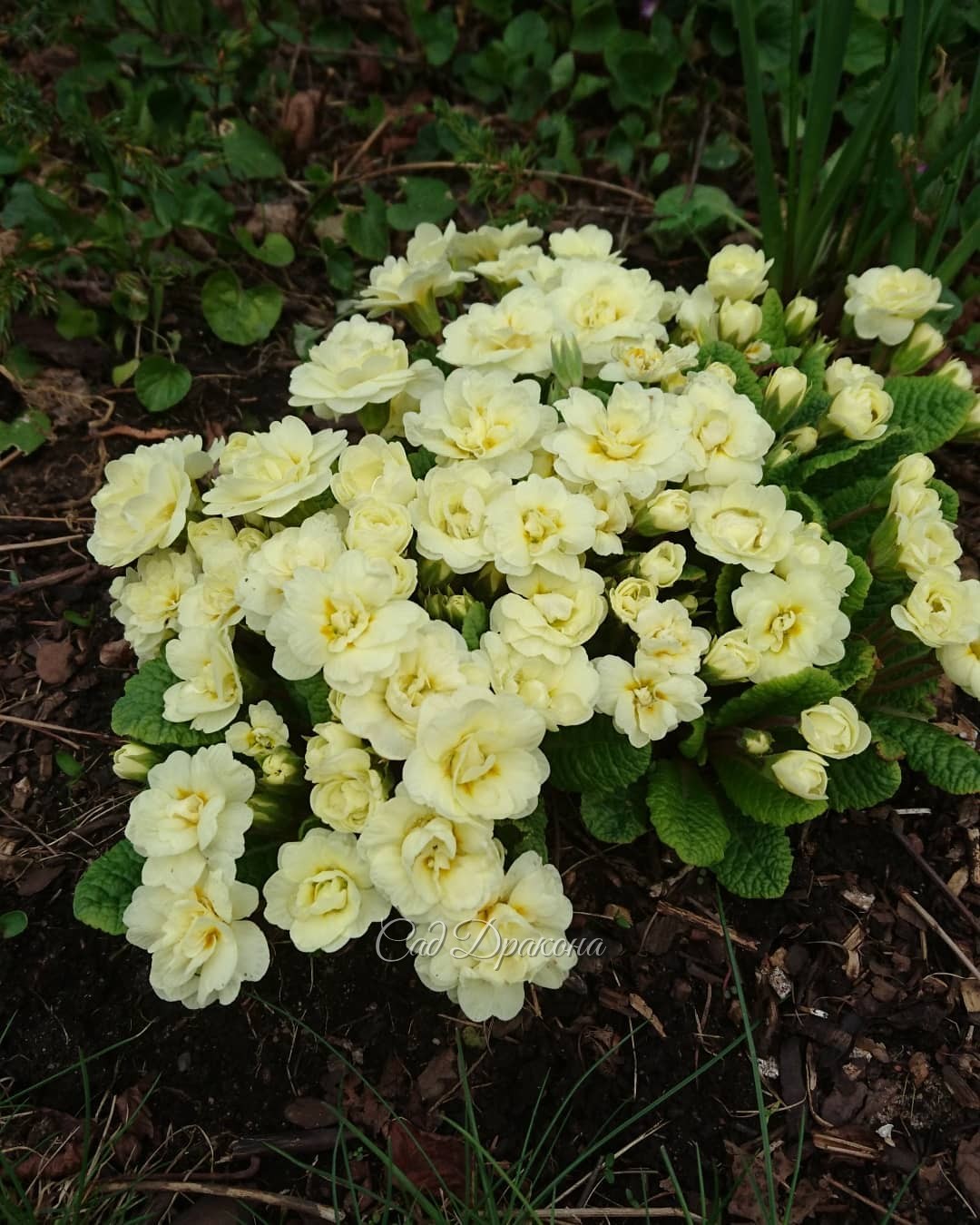 Махрушечки 🌹🌱🌹🌱🌹😊 В компанию махровых примул затесался и малыш - ranunculus Flore Plena.