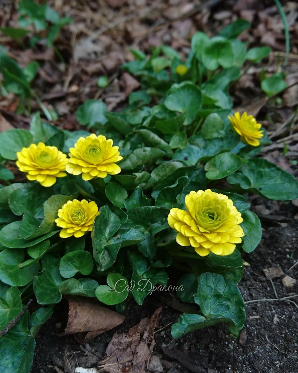 Махрушечки 🌹🌱🌹🌱🌹😊 В компанию махровых примул затесался и малыш - ranunculus Flore Plena.