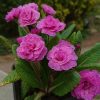 Махрушечки 🌹🌱🌹🌱🌹😊 В компанию махровых примул затесался и малыш - ranunculus Flore Plena.