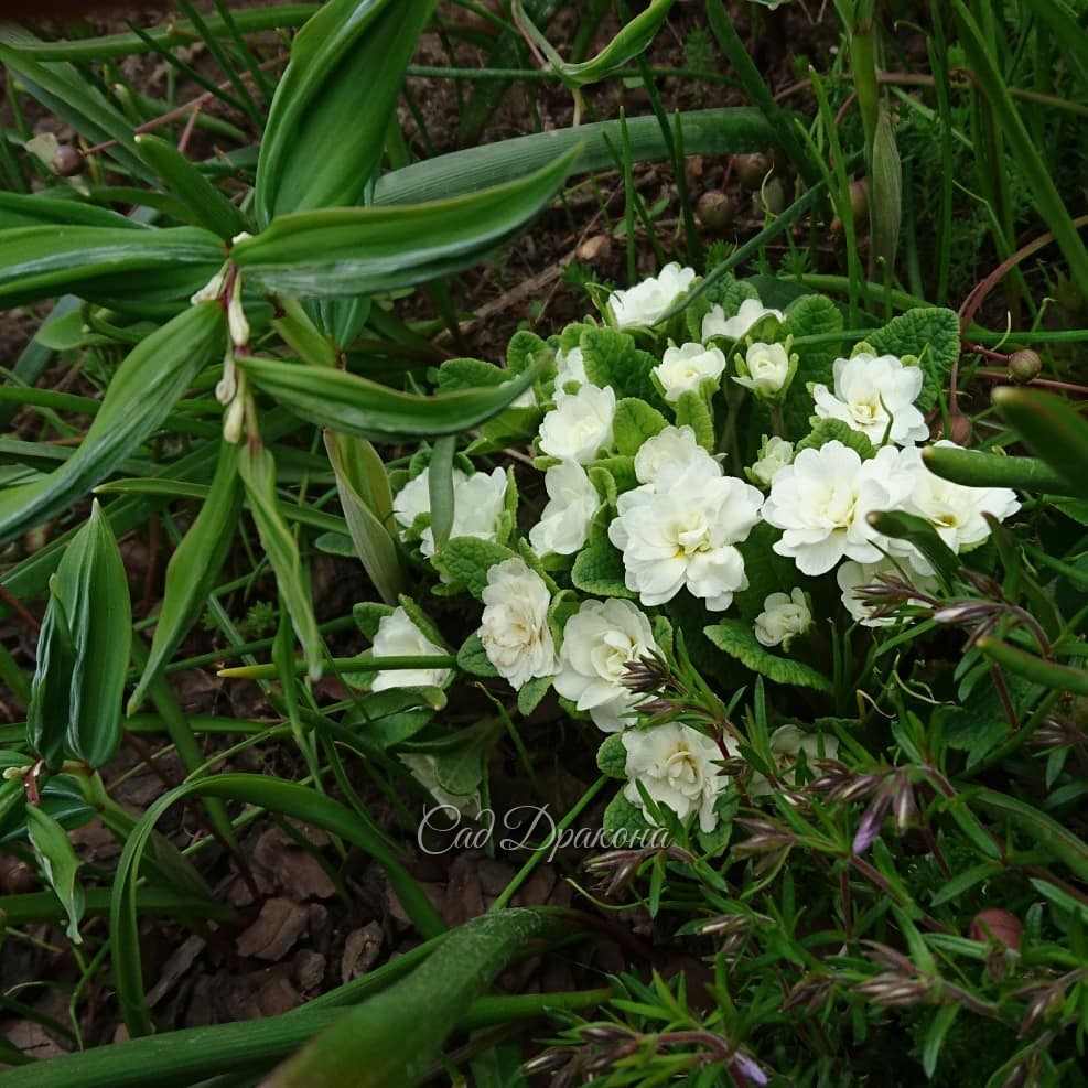 Ещё примулки. 💮 Первые три из серии Bellarena.