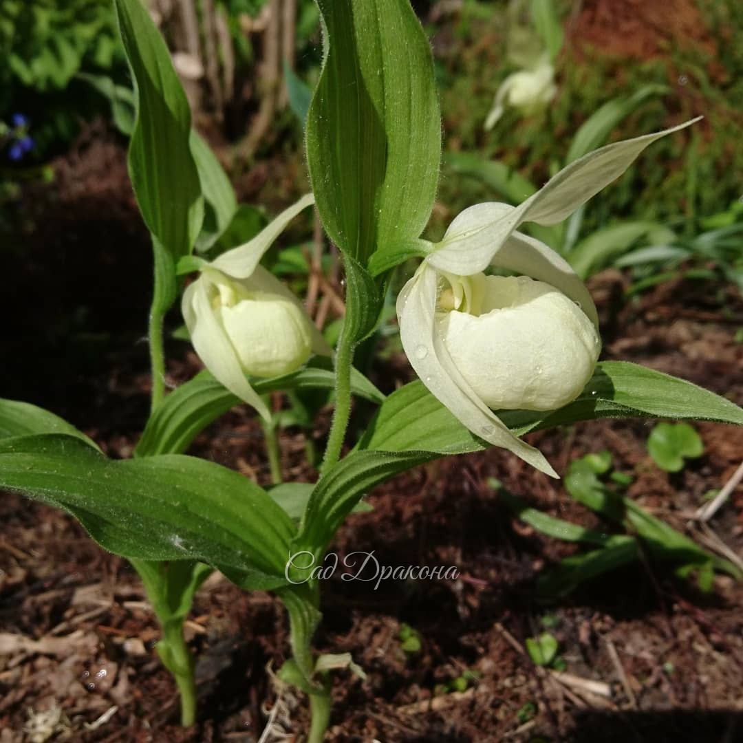 Зацвёл первый венерин башмачок. 💚 Cypripedium macranthos 💚 Венерин башмачок крупноцветковый, белоцветковая форма. 🌿 Это новичок в нашем саду, как он мне нравится! 😍😀💐🙌