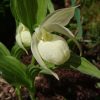 Зацвёл первый венерин башмачок. 💚 Cypripedium macranthos 💚 Венерин башмачок крупноцветковый, белоцветковая форма. 🌿 Это новичок в нашем саду, как он мне нравится! 😍😀💐🙌