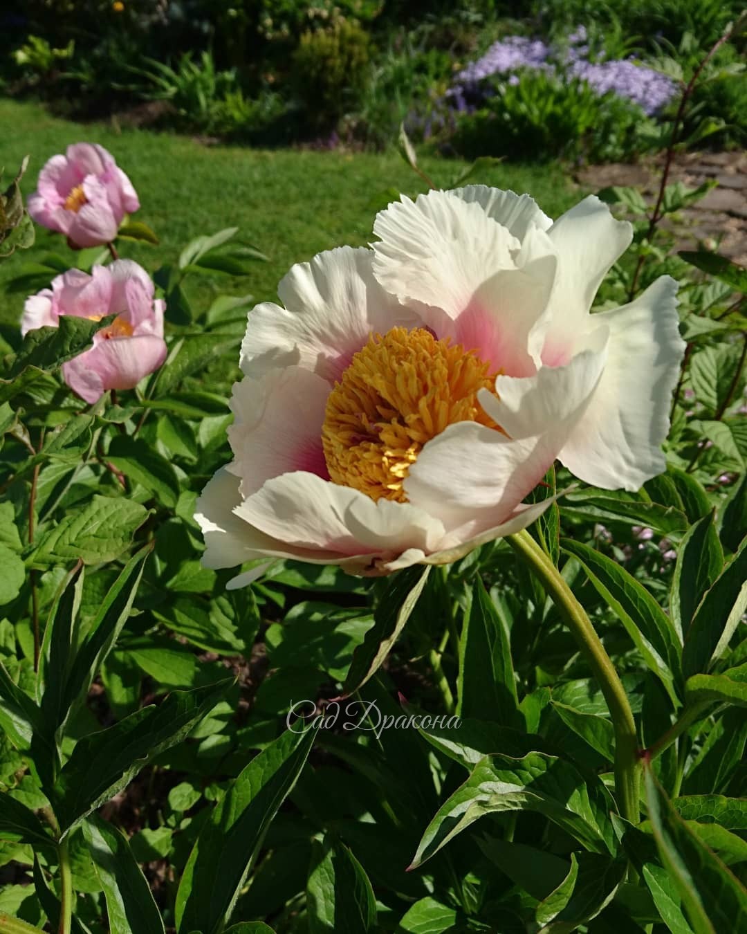 Сегодня зацвела "Афина", а вчера - Mai Fleurie. 🌼 Теперь каждый день будут зацветать пионы 🌼😊 Для того, чтобы создать "Афину" Сондерсу понадобилось скрестить 4 вида пионов: молочноцветковый, лекарственный, крупнолистный, и Млокосевича. То есть это четверн
